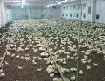 Řízení technologií farmy Okluky